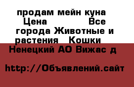 продам мейн куна › Цена ­ 15 000 - Все города Животные и растения » Кошки   . Ненецкий АО,Вижас д.